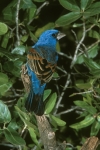 Blue Grosbeak