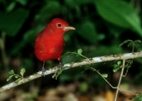 Summer Tanager - 2