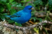 Indigo Bunting - 1