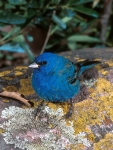 Indigo Bunting - 2