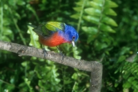 Painted Bunting