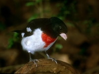 Rose-breasted Grosbeak