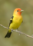 Western Tanager - 1