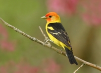 Western Tanager - 3
