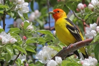Western Tanager - 5