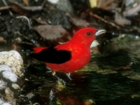 Scarlet Tanager