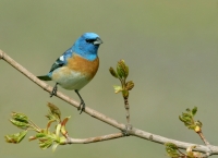 Lazuli Bunting -1