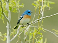 Lazuli Bunting -2