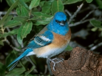 Lazuli Bunting -3