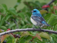 Lazuli Bunting - 4