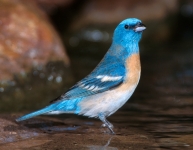 Lazuli Bunting - 5