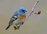 Lazuli Bunting- 6