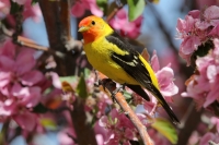 Western Tanager - 4