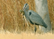 Great Blue Heron and Bull Frog