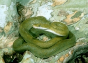 Green Rat Snake