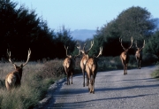 Roosevelt Elk - Roadhunter Fantasy