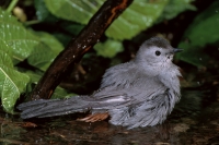 Gray Cat Bird - 1