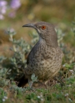 Curve-billed Thrasher - 2