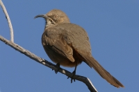 Crissal Thrasher - 1
