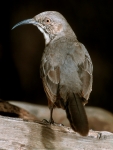 Crissal Thrasher - 2