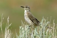 Sage Thrasher