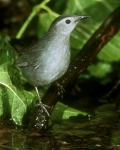 Gray Cat Bird - 2