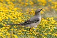 Northern Mockingbird - 2