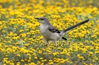 Northern Mockingbir - 3