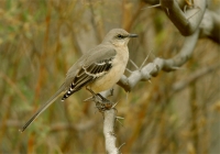 Northern Mockingbird - 1