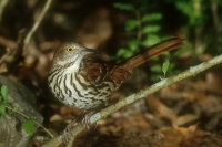 Brown Thrasher - 1