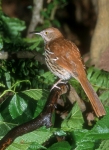 Brown Thrasher - 2