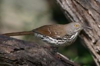 Long-billed Thrasher