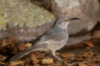 Curve-billed Thrasher - 1