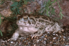Great Plains Toad 2