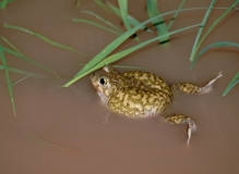 Couch's Spadefoot-2