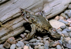Western Toad-2