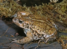 Western Toad-3