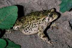 Western Toad-4