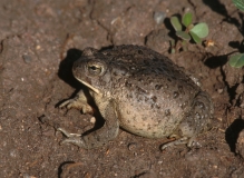 Southwestern Toad