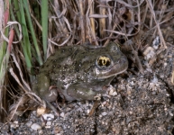 Western Spadefoot
