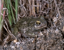 Western Spadefoot