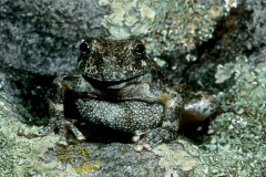 Canyon Tree Frog