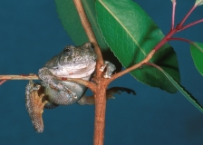 Canyon Tree Frog-2