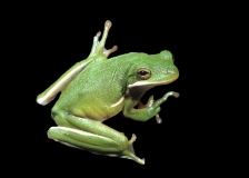 Green Tree Frog-1