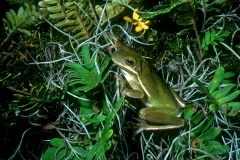 Green Tree Frog-2