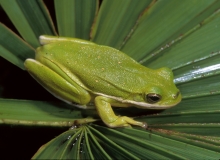 Green Tree Frog-3