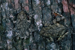 Common Gray Tree Frogs