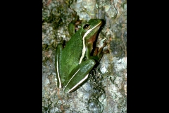 Green Tree Frog