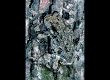 Common Gray Tree Frog-2