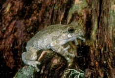 Gray Tree Frog